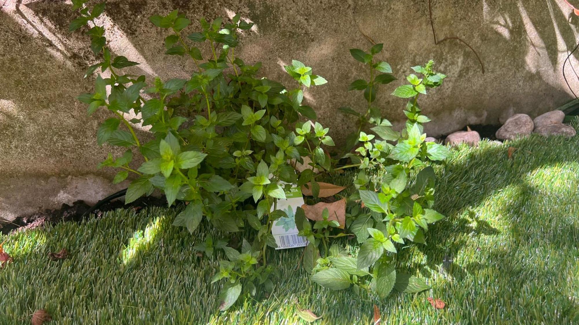 Garden Suite Болзано Екстериор снимка
